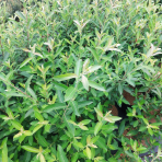 Vŕba štíhlopestíková (Salix gracilistyla) ´MOUNT ASO´® výška: 20-30 cm, kont. C3L - KRÍK